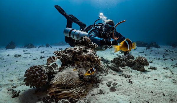 diver, anemone, fish, nature, underwater, clown fish