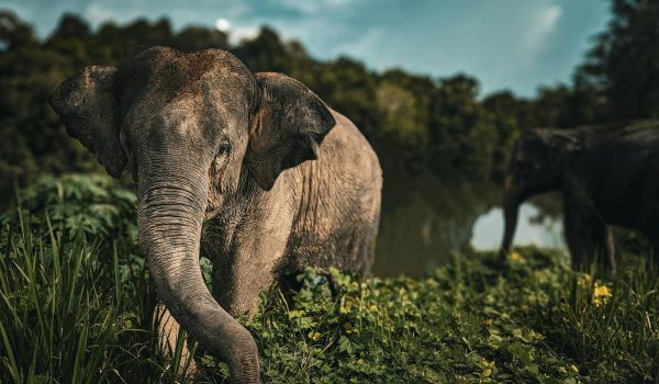 Close-up of Asian elephant in natural habitat, surrounded by lush greenery, outdoors in Thailand.